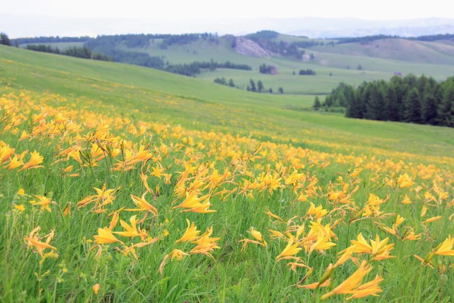 はじめてのモンゴルにオススメ!<1名様から出発>☆専用車利用のプライベート旅行☆テレルジのゲルに宿泊と星空観賞付き!大草原と満天の星・歴史と文化に触れるモンゴル4日間|MIATモンゴル航空(直行便)利用