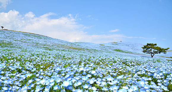 満席 新宿駅 西船橋駅発 寿司食べ放題と青い絨毯ネモフィラ祭りと赤い絨毯芝桜祭り