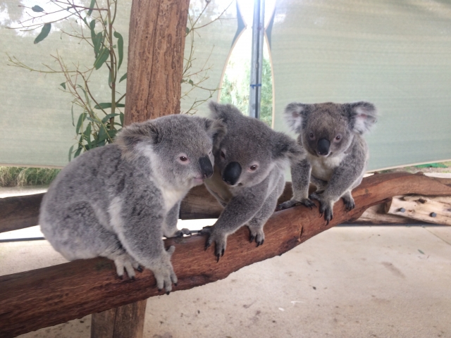 根強い人気のオーストラリア Australia のツアー特集ページ