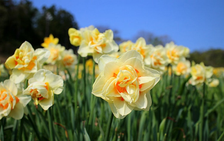 新宿発 ぐぐっと群馬をあそぼう 天空の花畑 ノルンみなかみフラワーガーデン と上州牛ローストビーフランチ いちご狩り食べ放題