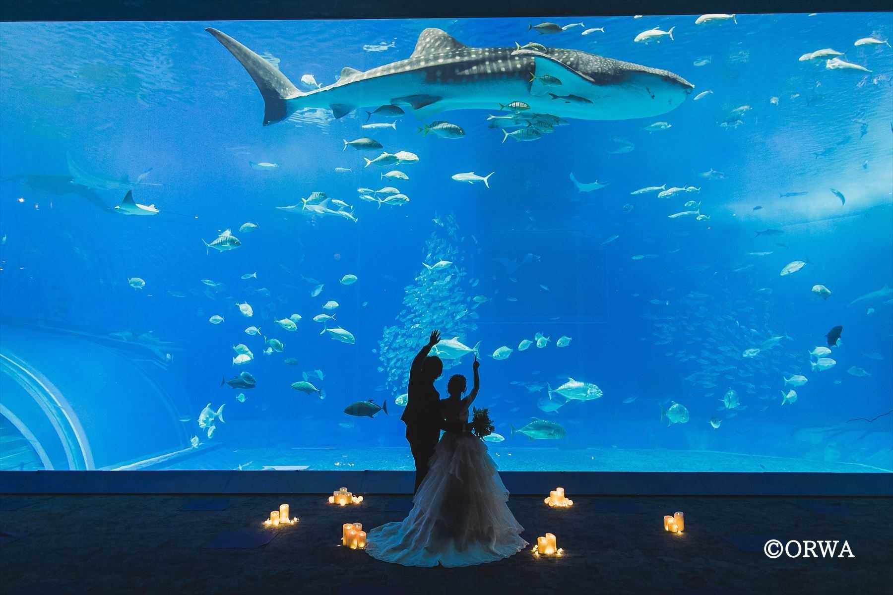美ら海ウェディングセレモニー】美ら海水族館で結婚式＆他2ヶ所で