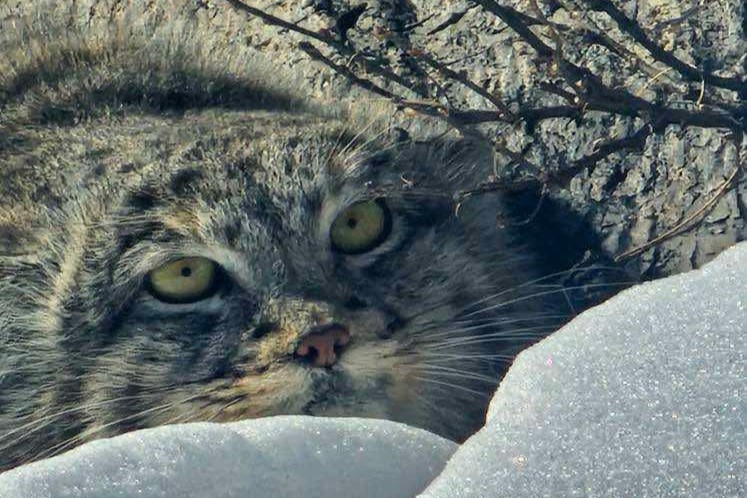 野生のマヌルネコとハゲワシ探索！＜1名様から出発＞☆専用車利用のプライベート旅行☆ゲルに2連泊と星空観賞付き！大草原と満天の星・大自然に包まれるモンゴル4日間（MIATモンゴル航空直行便）