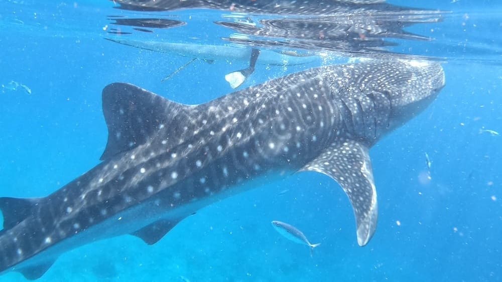 セブ島のジンベイザメ