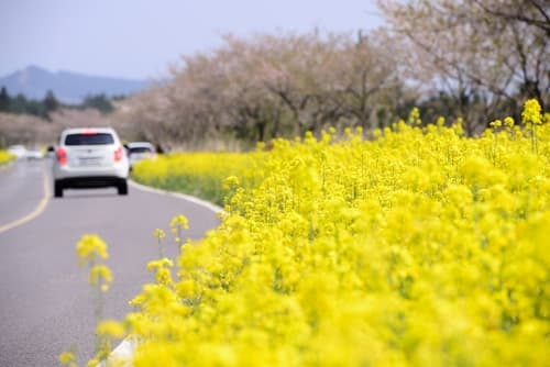 チェジュ島市内を走る車