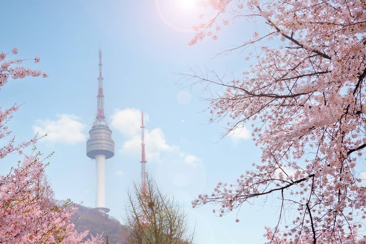 ソウルタワーと桜