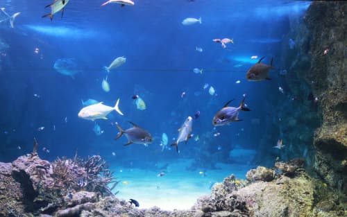 シーライフ シドニー水族館