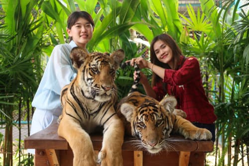 タイガーパーク