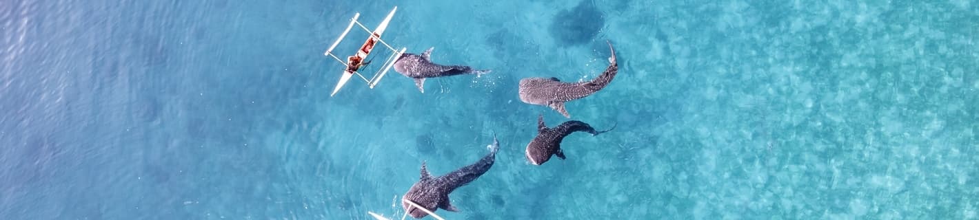 セブ島のジンベイザメ
