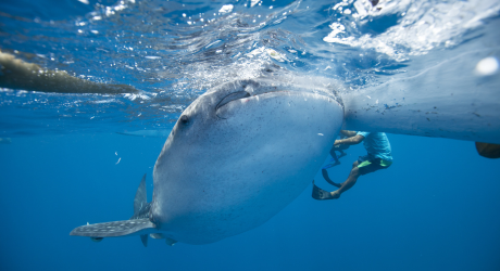 セブ島のジンベイザメとシュノーケリング