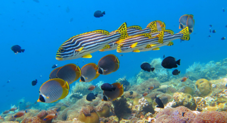 シュノーケリング