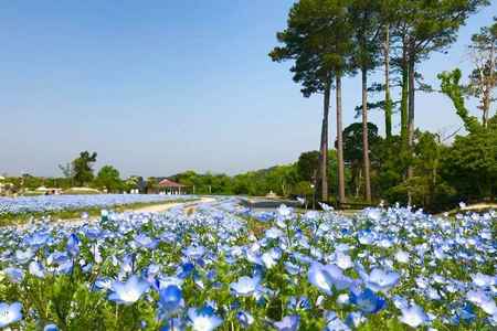 ;季節のお花が楽しめる♪「イングランドの丘」
