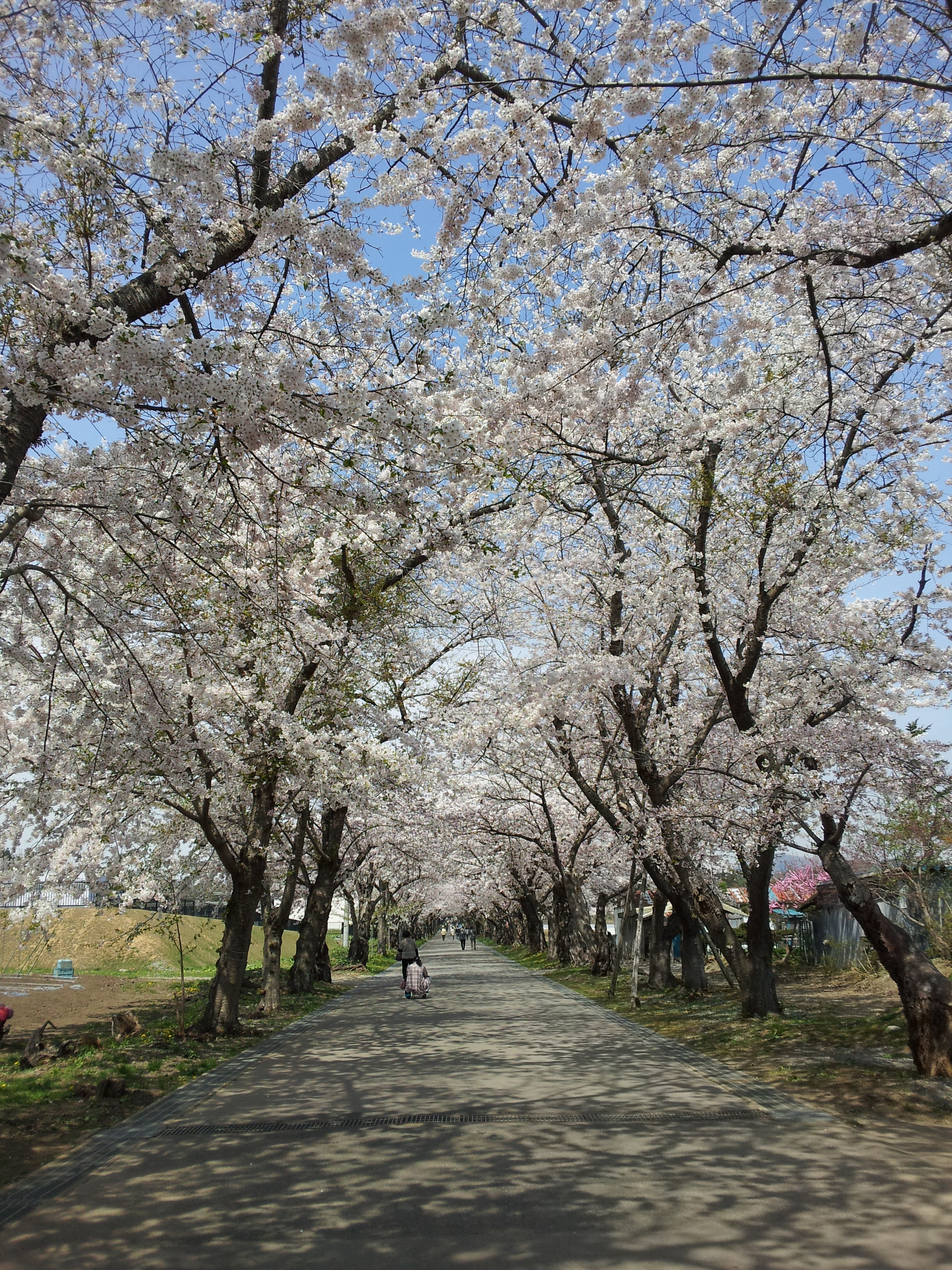 松前藩戸切地陣屋跡桜