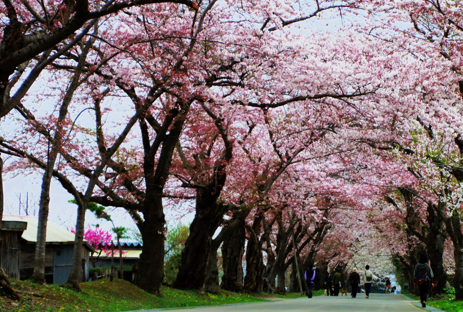 松前藩戸切地陣屋跡桜トンネル