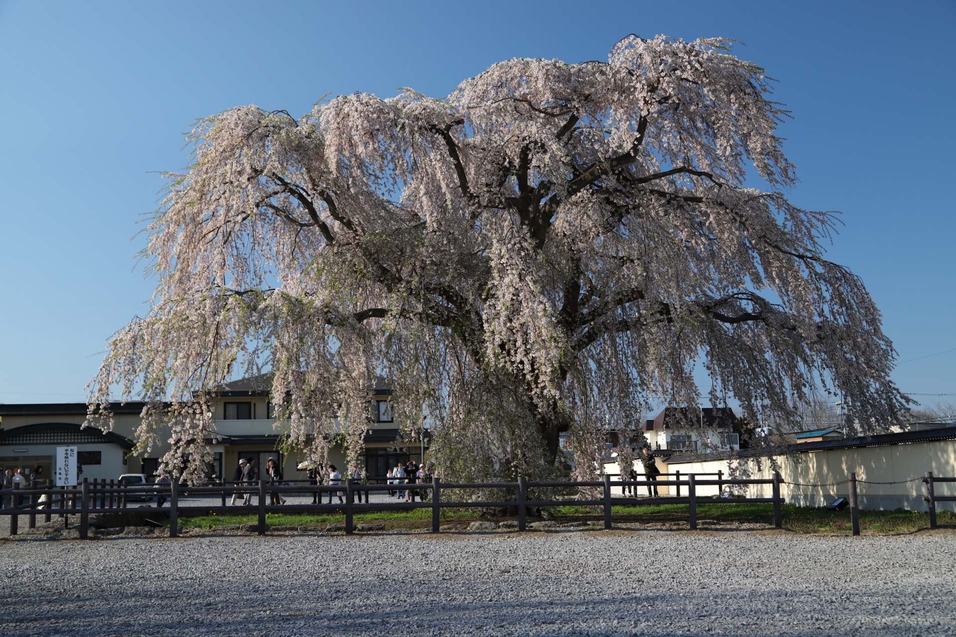函館桜並木